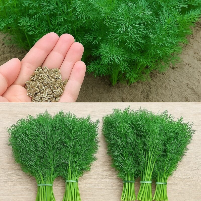 Как правильно сажать укроп, чтобы он был густым и темно-зеленым Как правильно сажать укроп, чтобы он был густым и темно-зеленым