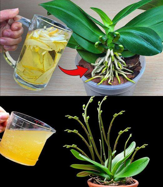 Орхидея внезапно выпустила в 5 раз больше цветоносов. Полностью натуральная подкормка