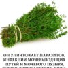 Самое мощное растение, уничтожающее паразитов, инфекции мочевыводящих путей и мочевого пузыря, вирусы герпеса и гриппа...