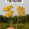 В 40 лет поставили мне диагноз - цирроз печени. Готовиться к смерти стала, да один древний дед меня спас и теперь ни одна болезнь меня не берёт, да и семейство своё я вылечила. Тётушку тоже от этого спасла. Вот какой рецепт дед тот древний мне дал: "Берёшь 3 столовые ложки…