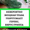 НЕВЕРОЯТНО МОЩНАЯ ТРАВА! УНИЧТОЖАЕТ СТРЕПТОКОКК, ГЕРПЕС, КАНДИДУ, ВИРУС ГРИППА И ЛЕЧИТ БОЛЕЕ 50 ЗАБОЛЕВАНИЙ!