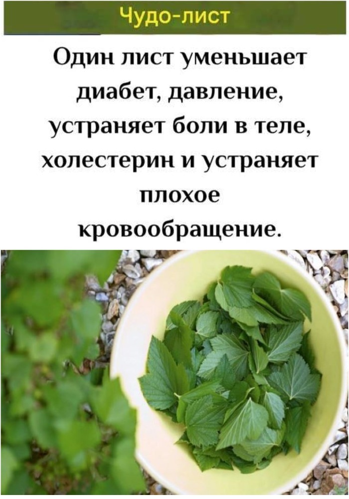 ПОЖИЛЫЕ ЛЮДИ !!: Этот 1 Лист снижает диабет, давление, устраняет боли в теле, холестерин и устраняет плохое кровообращение.
