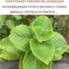 Самое мощное растение, которое уничтожает паразитов, инфекции мочевого пузыря и мочевых путей, а также вирусы герпеса и гриппа.