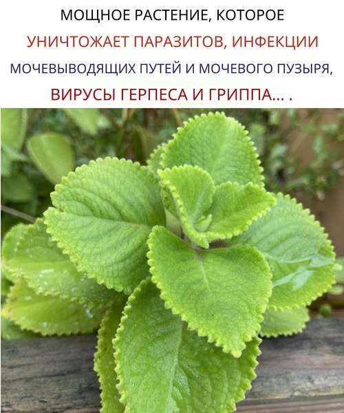 Самое мощное растение, которое уничтожает паразитов, инфекции мочевого пузыря и мочевых путей, а также вирусы герпеса и гриппа. Самое мощное растение, которое уничтожает паразитов, инфекции мочевого пузыря и мочевых путей, а также вирусы герпеса и гриппа.