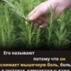 Самый мощный и лечебный растение, которое люди игнорируют и не знают о его силе, называется...