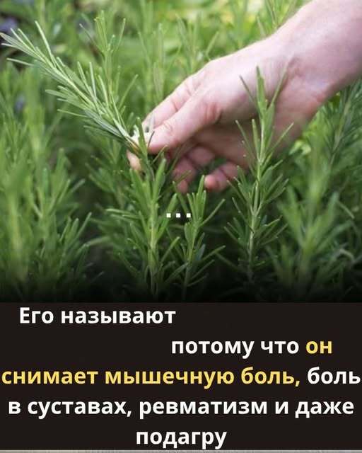Самый мощный и лечебный растение, которое люди игнорируют и не знают о его силе, называется...