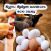 Чтобы курицы хорошо неслись зимой, их надо кормить этой смесью. Так делают на птицефабриках
