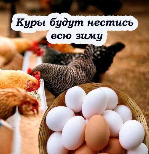 Чтобы курицы хорошо неслись зимой, их надо кормить этой смесью. Так делают на птицефабриках Чтобы курицы хорошо неслись зимой, их надо кормить этой смесью. Так делают на птицефабриках