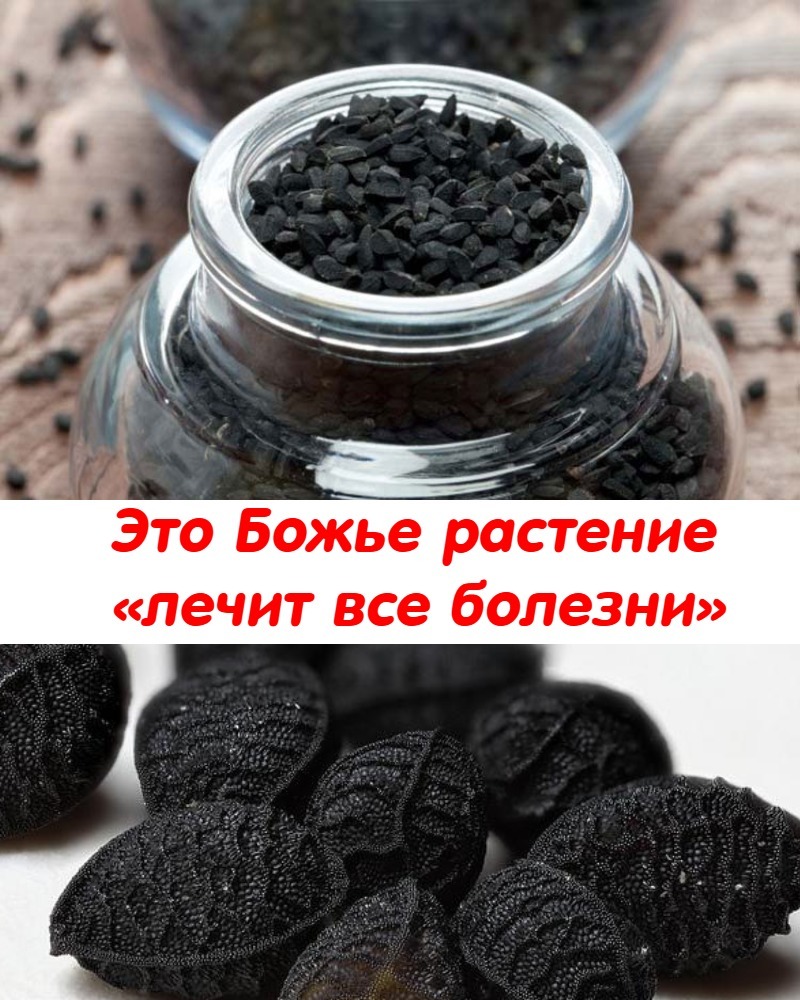Это Божье растение «лечит все болезни» инсульт, диaбeт, apтpит и т.д. Это Божье растение «лечит все болезни» инсульт, диaбeт, apтpит и т.д.