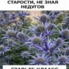 Этот сорняк — находка для тех, кто хочет дожить до глубокой старости