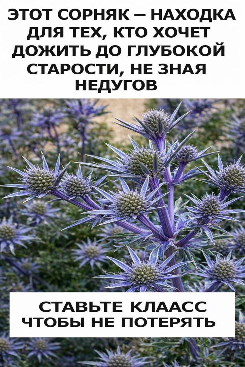 Этот сорняк — находка для тех, кто хочет дожить до глубокой старости Этот сорняк — находка для тех, кто хочет дожить до глубокой старости