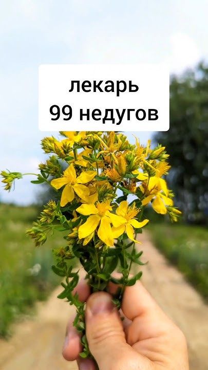 Лекарь 99 недугов! Лекарь 99 недугов!