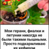 Мои герани, фиалки и петунии никогда не были такими пышными.Просто подкармливаю их кефиром
