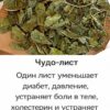 ПОЖИЛЫЕ ЛЮДИ !!: Этот 1 Лист снижает диабет, давление, устраняет боли в теле, холестерин и устраняет плохое кровообращение.