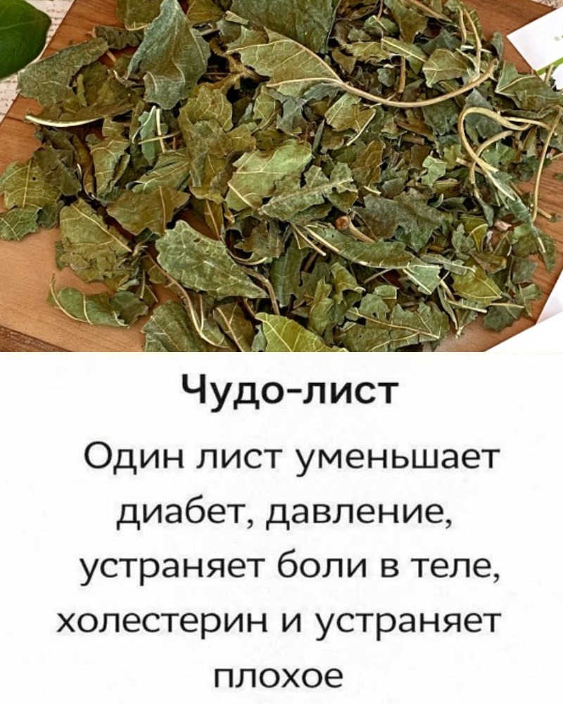 ПОЖИЛЫЕ ЛЮДИ !!: Этот 1 Лист снижает диабет, давление, устраняет боли в теле, холестерин и устраняет плохое кровообращение. ПОЖИЛЫЕ ЛЮДИ !!: Этот 1 Лист снижает диабет, давление, устраняет боли в теле, холестерин и устраняет плохое кровообращение.