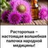 Расторопша – настоящая волшебная палочка народной медицины!