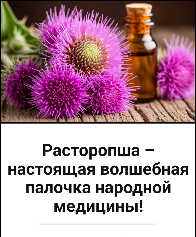Расторопша – настоящая волшебная палочка народной медицины! Расторопша – настоящая волшебная палочка народной медицины!