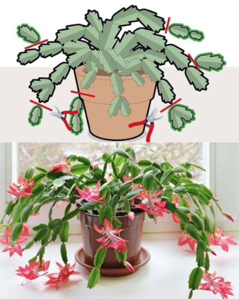 Рождественский кактус 🌵✨ Как правильно обрезать для пышного цветения? Чтобы ваш декабрист цвел обильно и радовал яркими красками, важно знать несколько простых правил обрезки. Рождественский кактус 🌵✨ Как правильно обрезать для пышного цветения? Чтобы ваш декабрист цвел обильно и радовал яркими красками, важно знать несколько простых правил обрезки.