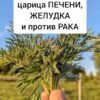 Царица ПЕЧЕНИ и желудка. Ее ценили целители прошлых веков.