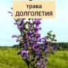 ЦВЕТОК ВЕЧНОЙ МОЛОДОСТИ! Вот на что способен .