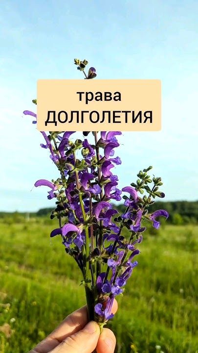 ЦВЕТОК ВЕЧНОЙ МОЛОДОСТИ! Вот на что способен . ЦВЕТОК ВЕЧНОЙ МОЛОДОСТИ! Вот на что способен .