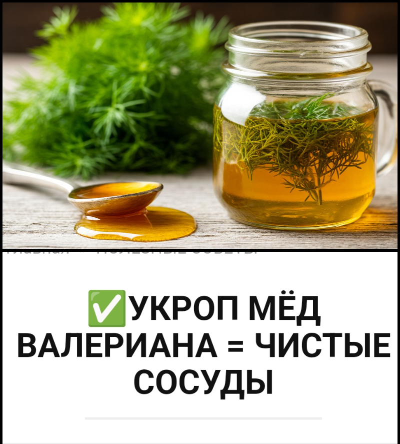 УКРОП МЁД ВАЛЕРИАНА = ЧИСТЫЕ СОСУДЫ