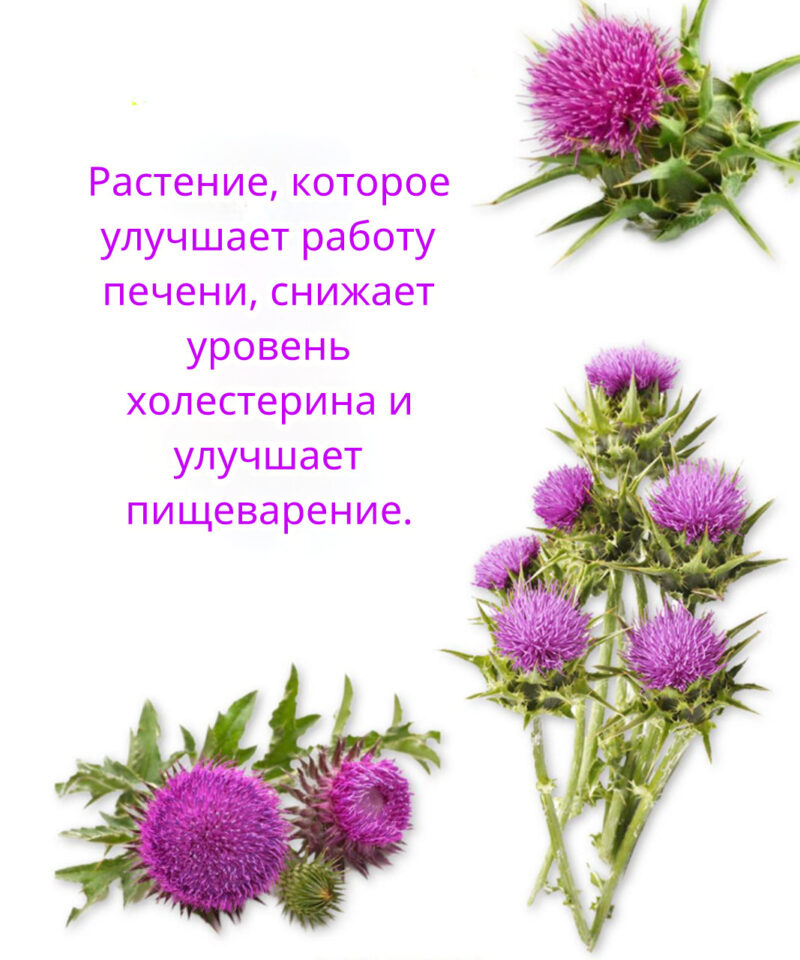ИМЕННО ЭТО РАСТЕНИЕ ИСЦЕЛЯЕТ МНОГИХ БОЛЬНЫХ, НО ВРАЧИ НЕ ХОТЯТ, ЧТОБЫ ВЫ ОБ ЭТОМ ЗНАЛИ ИМЕННО ЭТО РАСТЕНИЕ ИСЦЕЛЯЕТ МНОГИХ БОЛЬНЫХ, НО ВРАЧИ НЕ ХОТЯТ, ЧТОБЫ ВЫ ОБ ЭТОМ ЗНАЛИ