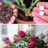 Из почти засохшей палки в пышный и цветущий куст: как вернуть герань (пеларгонию) к жизни