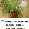 Комнатное растение, которое должно быть в каждом доме. В чём его польза и как за ним правильно ухаживать
