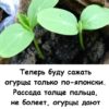 Теперь буду сажать огурцы только по-японски. Рассада толще пальца, не болеет, огурцы дают богатый урожай.