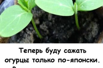 Теперь буду сажать огурцы только по-японски. Рассада толще пальца, не болеет, огурцы дают богатый урожай.