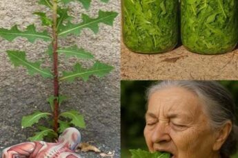 Жуй эти листья, чтобы попрощаться с болью и стрессом – забытое средство природы...