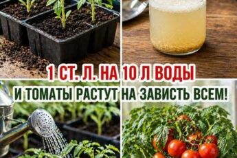 Готовлю первую подкормку для томатов — чтобы ускорить рост и стимулировать цветение