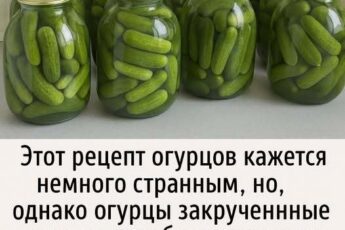И ничего не нужно стерилизовать или кипятить! Сахара и соли столько, что рассол не мутнеет. Берём...