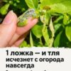 От нашей подписчицы 👇 Хватит всего одной ложки — и тля покинет ваш огород насовсем. Единственный по-настоящему действенный способ