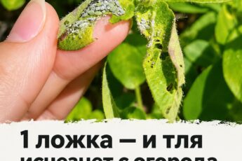 От нашей подписчицы 👇 Хватит всего одной ложки — и тля покинет ваш огород насовсем. Единственный по-настоящему действенный способ