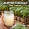 Pассада вытягивается, стебли тонкие, листья бледные?Знакомая проблема для многих огородников…