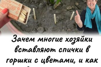 Почему многие хозяйки втыкают спички в цветочные горшки и как делать это правильно