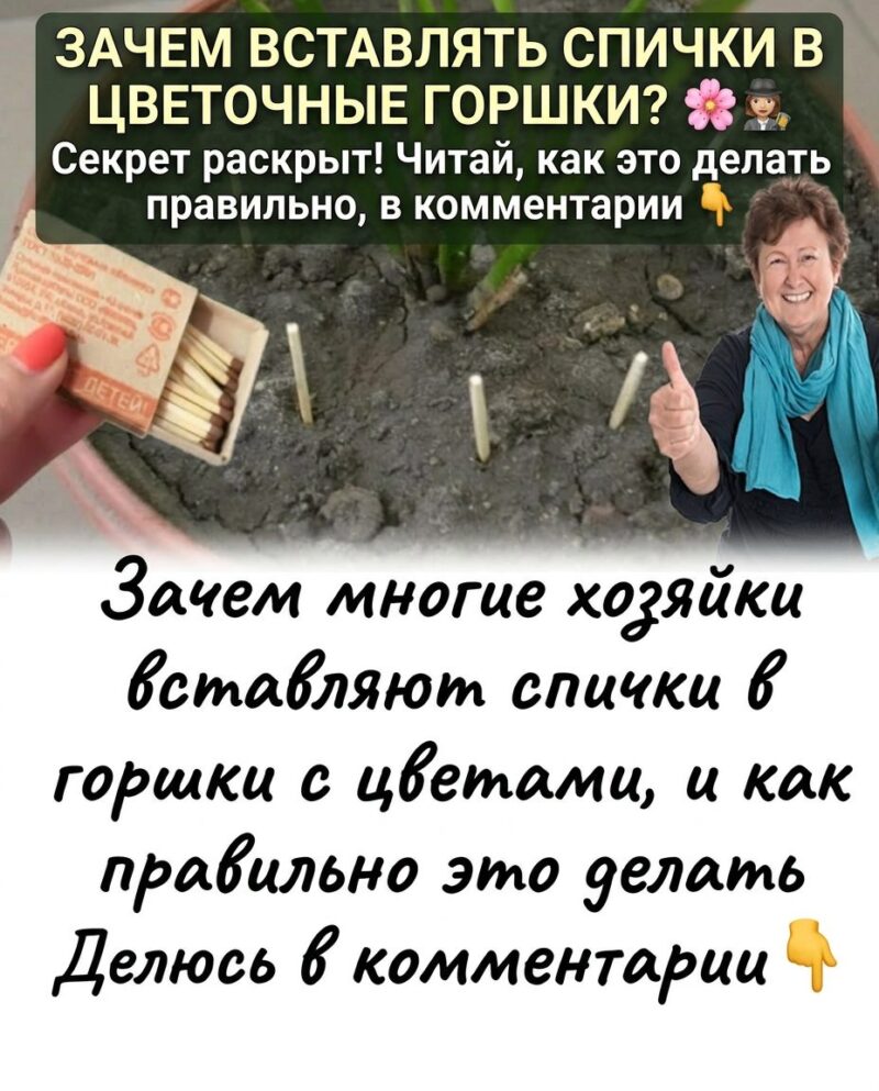 Почему многие хозяйки втыкают спички в цветочные горшки и как делать это правильно Почему многие хозяйки втыкают спички в цветочные горшки и как делать это правильно