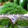 Уникальный способ хранения укропа без сушки и заморозки! Проверено лично - больше 10 лет держу креп именно так 😍 Вкус, аромат - как только с грядки!