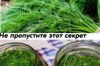 Уникальный способ хранения укропа без сушки и заморозки! Проверено лично - больше 10 лет держу креп именно так 😍 Вкус, аромат - как только с грядки!