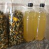 Весной готовлю этот квас из одуванчиков в огромных количествах — и всё равно не хватает!