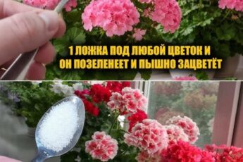 1 ч. л. в воду — и герань взрывается цветением! Листья больше не желтеют, а бутоны появляются один за другим