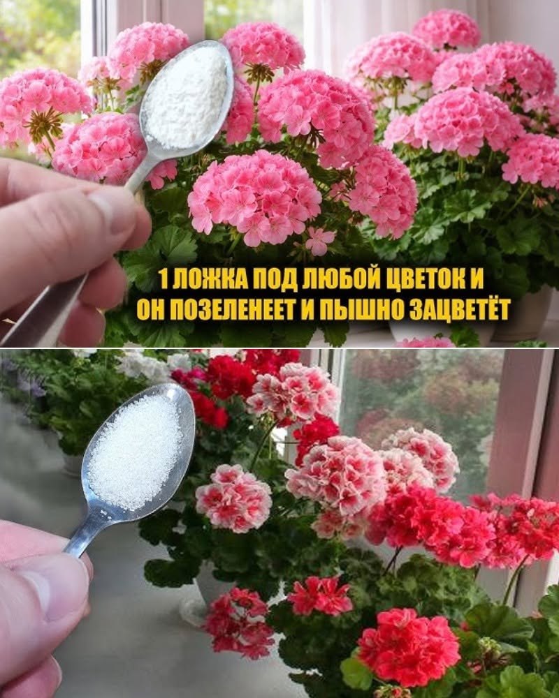 1 ч. л. в воду — и герань взрывается цветением! Листья больше не желтеют, а бутоны появляются один за другим 1 ч. л. в воду — и герань взрывается цветением! Листья больше не желтеют, а бутоны появляются один за другим