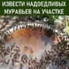 «Дедовский» способ; который позволит извести надоедливых муравьев на участке. Без химии и навсегда