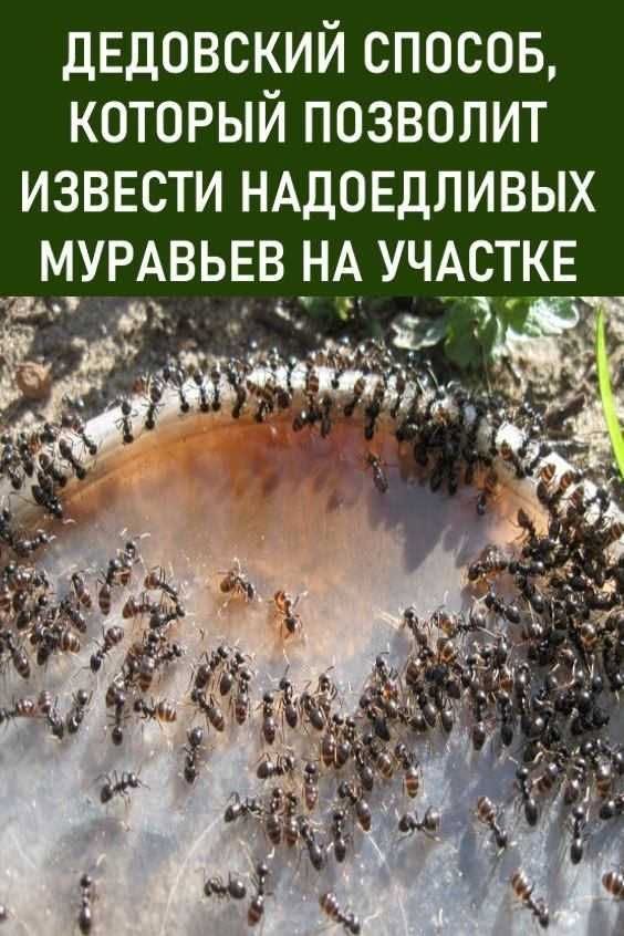 «Дедовский» способ; который позволит извести надоедливых муравьев на участке. Без химии и навсегда