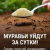 Эффективный способ избавления от муравьев на огороде без химии