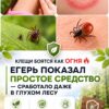 Клещи боятся как огня: егерь показал простое средство борьбы - сработало даже в глухом лесу