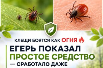 Клещи боятся как огня: егерь показал простое средство борьбы - сработало даже в глухом лесу