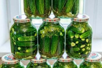Квашеные огурчики🥒🥒🥒 холодным способом: лучший рецепт проверенный годами – хрустящие до нового урожая